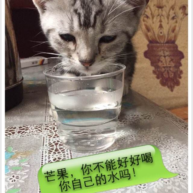 康卡斯特工资存根怎么买高仿